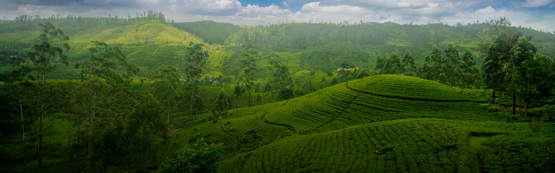 Nuwara Eliya