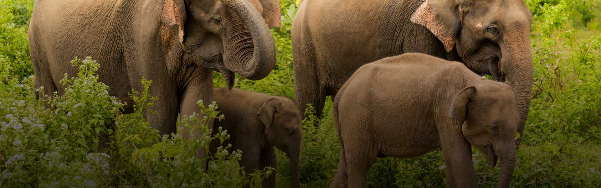 Udawalawe National Park
