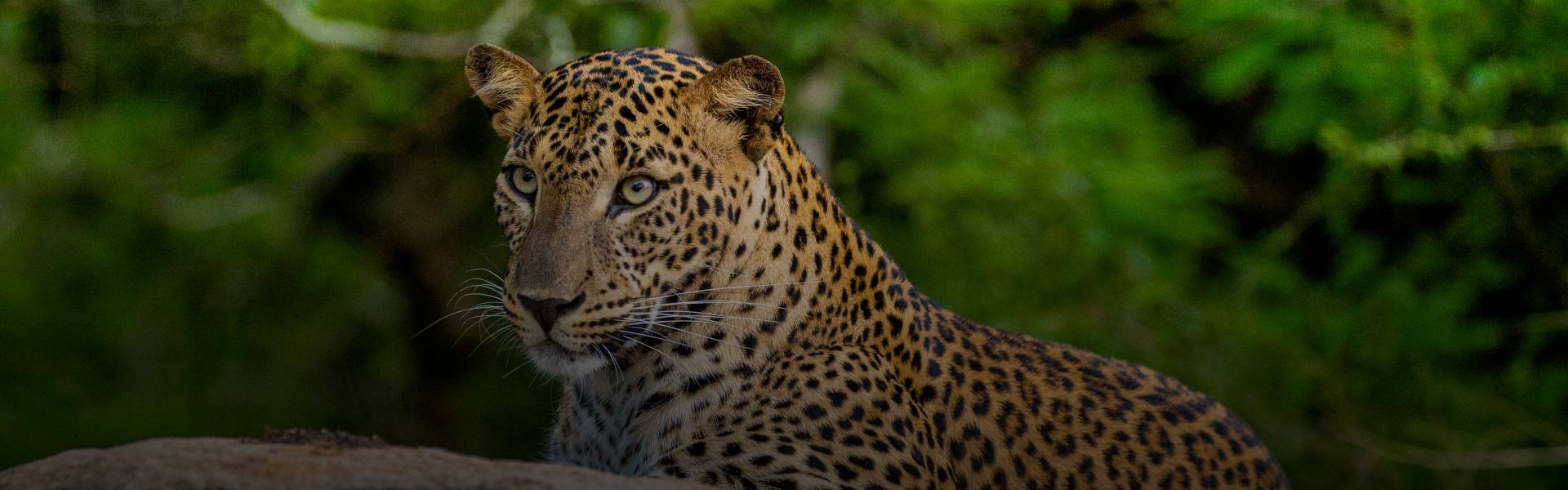 Yala National Park
