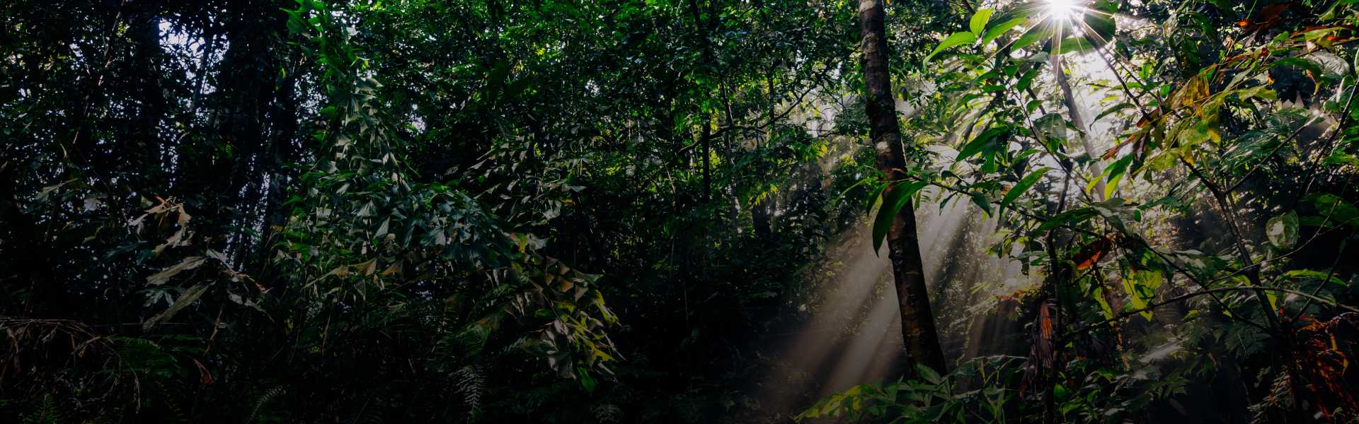 Sinharaja Forest Reserve