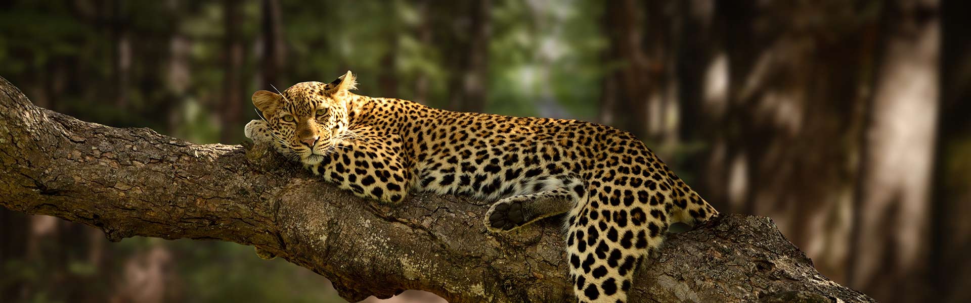 Nature and Wildlife